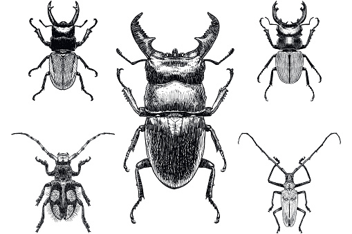 Set of five drawings of insects, among them stag beetle on white background