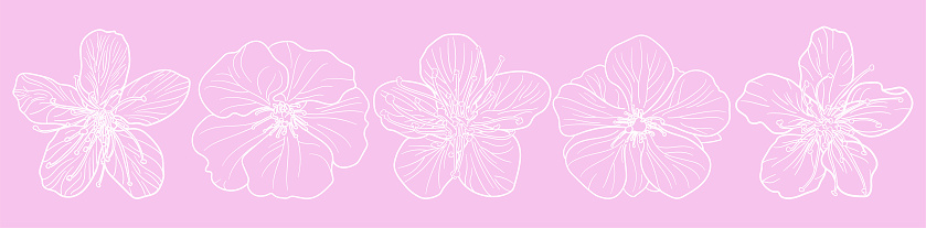 Set of five Sakura flowers outlines art in top view shot vectors against on pastel pink wallpaper