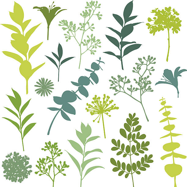 Set of Flower and Leaf Silhouette Design Elements Set of flower and leaf silhouette design elements. Hi res jpeg included. Scroll down to see more of my illustrations linked below. plant silhouettes stock illustrations