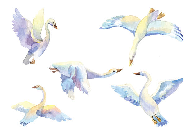 set of flying swans in watercolor. Hand drawn elements flying swans in light color watercolor. Set of bird flying in different poses. Birds in passage, wild birds, symbol of freedom, love, loyalty, family, wildlife swan stock illustrations