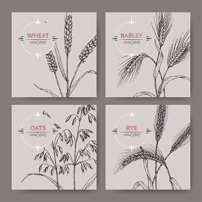 Set of four banenrs with bread wheat, rye, barley and oats sketch. Cereal plants collection.