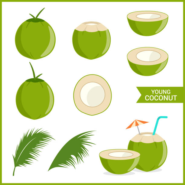 ilustrações, clipart, desenhos animados e ícones de conjunto de coco fresco de jovem em formato vetorial e vário estilo - coconut