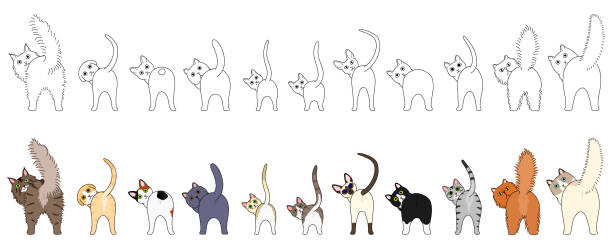Set of funny cats showing their butts  scottish fold cat stock illustrations