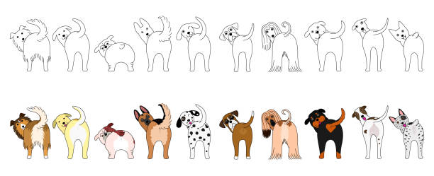 Set of funny large dogs showing their butts  boxer puppies stock illustrations