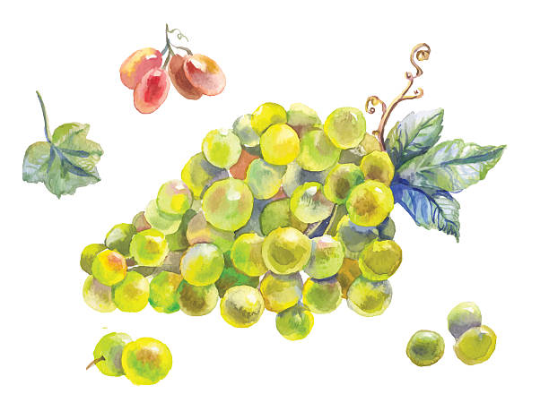 SALE Tatouage Fruit Swag Grapes Border Mural 