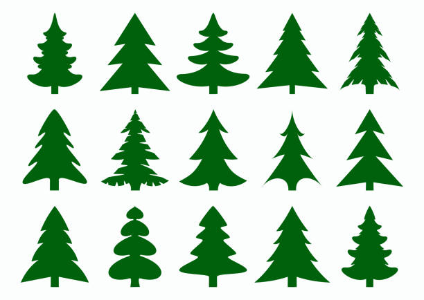 набор зеленых елей и сосен силуэты изолированы на белом фоне. новый год, елка современные иконы. - christmas tree stock illustrations