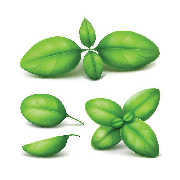 녹색 신선한 바질 잎 의 세트는 고립 닫기 - 바질 stock illustrations