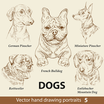 Set of hand drawing dogs part 5 vector illustration