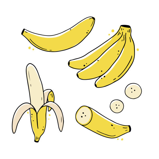 Set of hand drawn banana fruit. Doodle style Set of hand drawn banana fruit. Doodle sketch line style illustration for diet, healthy food, nature eat design. banana clipart stock illustrations
