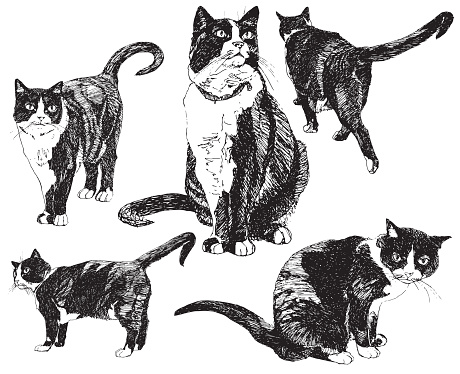 Set of hand drawn cats.