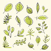Vector illustration of a set of green leaves.