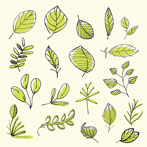 Set of hand drawn leaves Vector illustration of a set of green leaves. nature drawings stock illustrations