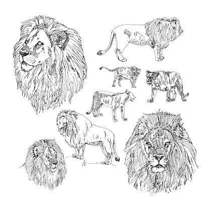 Set of hand drawn Lion. illustration vector.