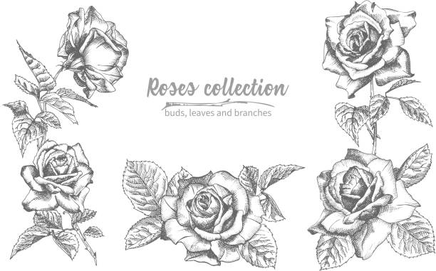 Set of Hand drawn sketch roses, lives and branches Detailed vintage botanical illuatration. Floral frame. Black silhouette isollated on white background. Set of Hand drawn sketch roses, lives and branches Detailed vintage botanical illuatration. Floral frame. Black silhouette isollated on white background. Vector Creative graphic art in engraving style flowers tattoos stock illustrations