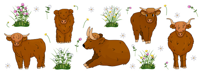 Set of hand drawn small and big highland brown cows, which are sitting, standing, lying on the ground with flowers, meadow clover, buttercup, daffodils