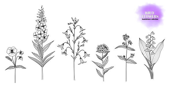 Set of hand-drawn wild flowers.