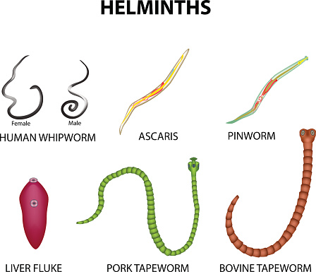 A pinworms és a roundworms azonosak, Enterobiosis kezelés kontroll