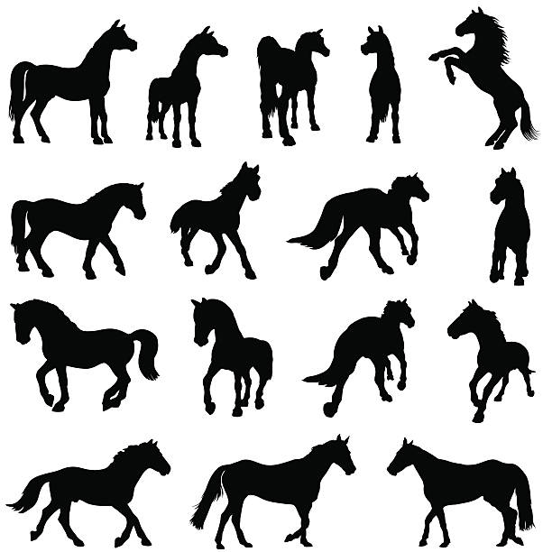 Set of horse silhouettes Beautiful horse silhouettes. mustang stock illustrations