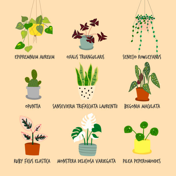 Set of houseplant illustrations vector art illustration