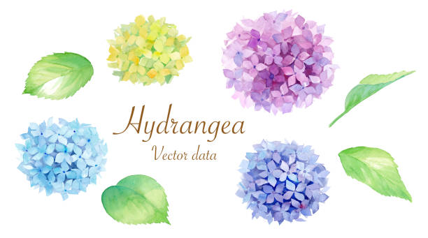 A set of hydrangea elements. Watercolor illustration trace vector. A set of hydrangea elements. Watercolor illustration trace vector. hydrangea stock illustrations