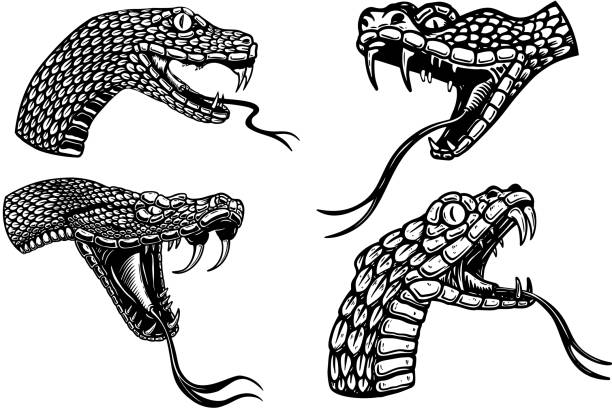 Set of illustrations of heads of poisonous snake in engraving style. Design element for label, sign, poster, t shirt. Vector illustration Set of illustrations of heads of poisonous snake in engraving style. Design element for label, sign, poster, t shirt. Vector illustration snake head stock illustrations