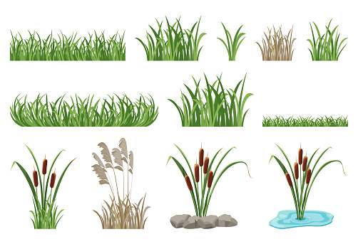 Set of illustrations of reeds, cattails, seamless grass elements. Vector collection of marsh vegetation, green lawn.