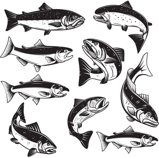 Set of Illustrations of salmon fish in engraving style. Design element for label, sign, emblem, poster. Vector illustration Set of Illustrations of salmon fish in engraving style. Design element for label, sign, emblem, poster. Vector illustration river drawings stock illustrations