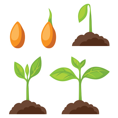 Set of illustrations with phases plant growth. Image for banners