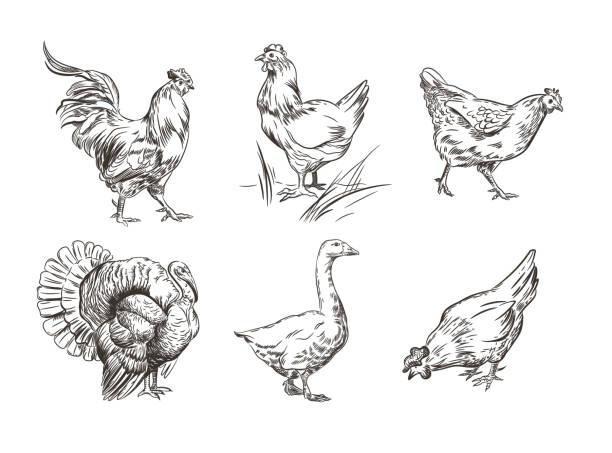 A set of images of domestic birds. Rooster, turkey, hens and goose. Sketch graphics. Vector image. Illustrations in the style of engraving. chicken stock illustrations
