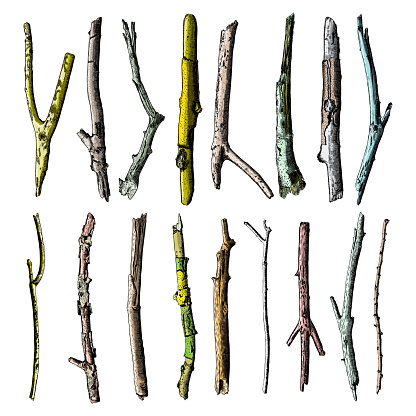 Set of ink drawing and painted wood twigs, isolated watercolor imitation tree branches, sticks, handmade illustration, vector.