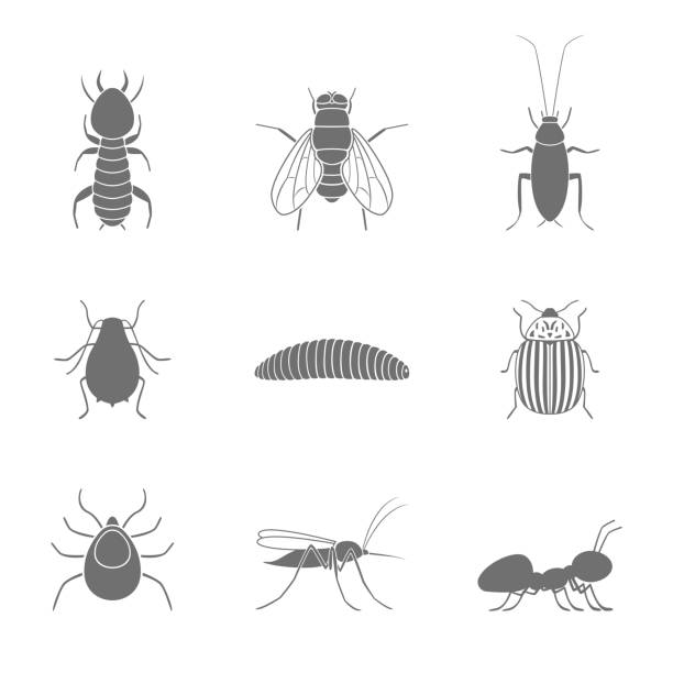 Set of insect silhouettes. Vector illustration Set of insect silhouettes. Vector illustration. maggot stock illustrations