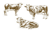 Set of isolated cows. Hand drawn illustration