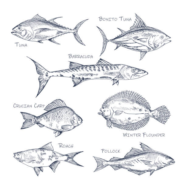 illustrazioni stock, clip art, cartoni animati e icone di tendenza di set di schizzi di pesce isolati per negozio o negozio, menu - tonnetto
