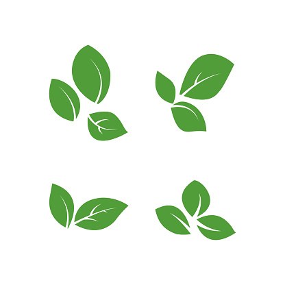set of isolated green leaves vector icon design on white background. Various shapes of green leaves of trees and plants. Elements for eco and bio logos.