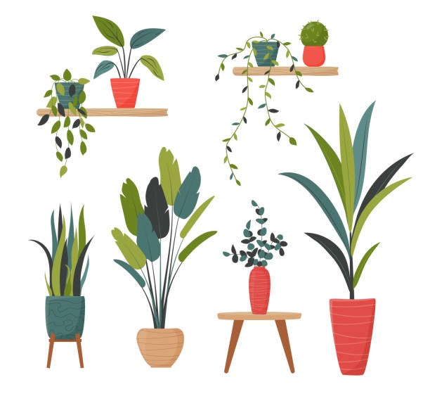 Set of isolated home plants in pots for decor your living room or office. Set of isolated home plants in pots for decor your living room or office. Potted plants bundle, house plants. Vector collection in a flat style. greenhouse table stock illustrations