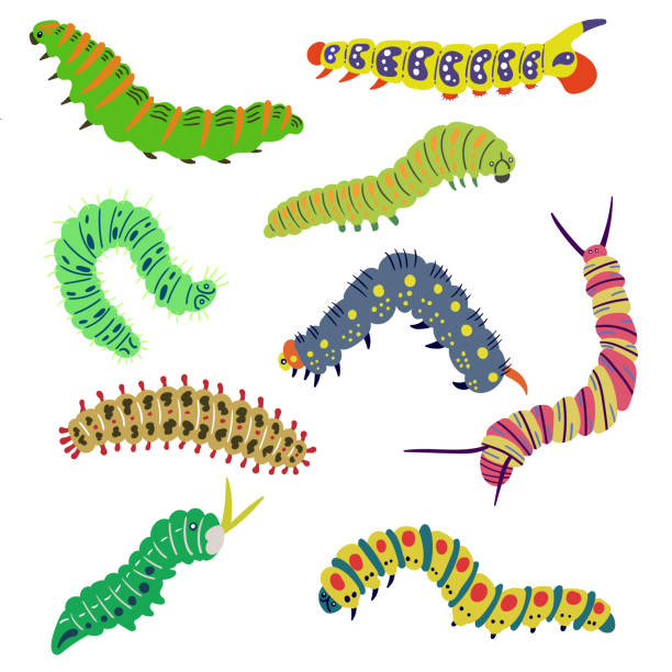 A set of isolated vector bright caterpillars A set of isolated vector bright caterpillars drawn by hand. The larva of insects, butterflies, moth. Editable illustration on a white background maggot stock illustrations