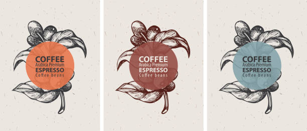set of labels for coffee beans in retro style Coffee labels in retro style. Set of three vector labels for coffee beans with hand-drawn coffee sprig, coffee beans and the words Arabica premium, Espresso on an old paper background breakfast backgrounds stock illustrations