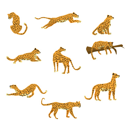 Set of leopards in various poses cute trend style, animal predator mammal, jungle. Vector illustration isolated on white background