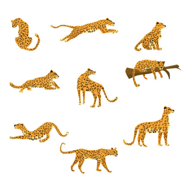 bildbanksillustrationer, clip art samt tecknat material och ikoner med uppsättning leoparder i olika poser söt trend stil, djur rovdjur däggdjur, djungel. vektor illustration isolerad på vit bakgrund - leopard
