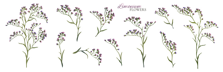 Set of lilac limonium branches. Vector illustration.
