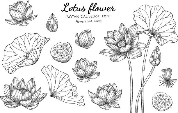 ●白い背景に線画を描いた蓮の花と葉の手描きのボタニカルイラストのセット。 - 蓮の花点のイラスト素材／クリップアート素材／マンガ素材／アイコン素材