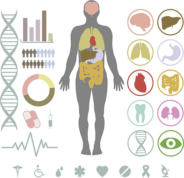 Set of medical inforgraphic elements Presentation set. Human body with internal organs plus buttons. Diagram (graph), cardio gram. human internal organ stock illustrations