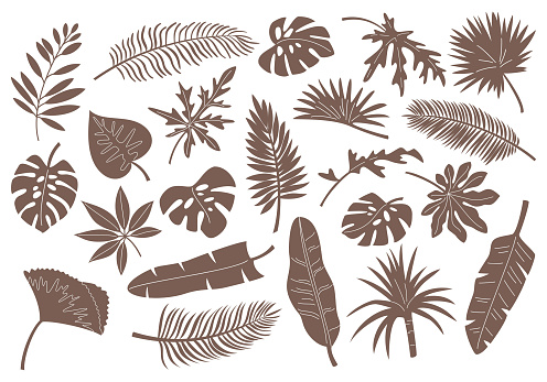 Set of monochrome tropical leaves and plants.