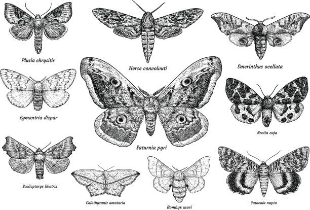 набор ночных бабочек и бабочек иллюстрация, рисунок, гравюра, чернила, линейный арт, вектор - roma stock illustrations