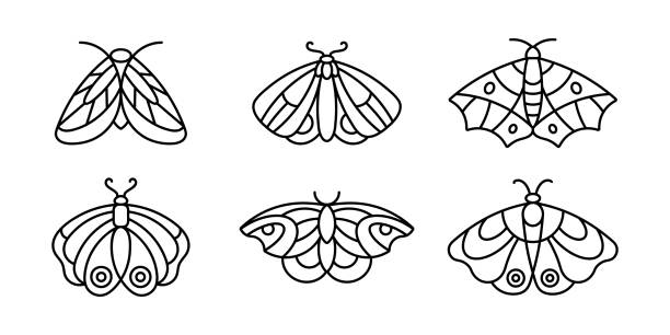 A set of Moths' and Butterfly icon Outlines in a minimalist style. Vector Linear Insect Logos for beauty salons A set of Moths' and Butterfly icon Outlines in a minimalist style. Vector Linear Insect Logos for beauty salons, manicure, massage, Spa, tattoo and hand made masters. butterfly coloring stock illustrations