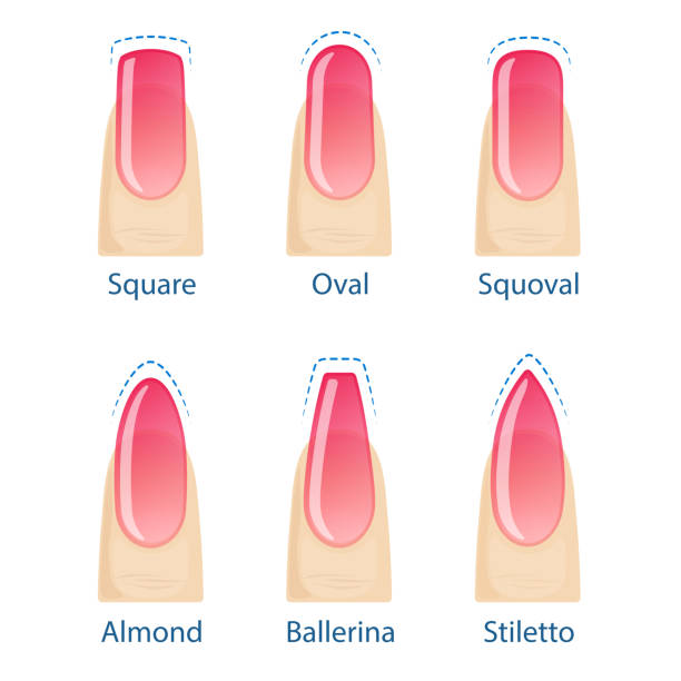 Set of nails shapes Nail manicure, set of nails shapes - oval, square, almond, stiletto, ballerina squoval Vector beautiful polish girls stock illustrations