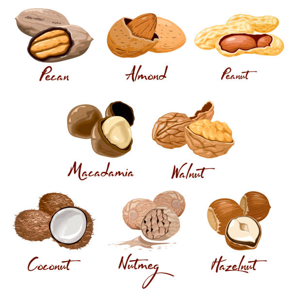 ilustrações de stock, clip art, desenhos animados e ícones de set of named icons nuts. walnut, coconut, nutmeg, hazelnut, pecan, almond, peanut, macadamia. nutrition and agriculture - nozes