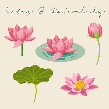 Set of Nelumbo nucifera, Waterlily and Nymphaea nouchali, Lotus Flowers and leaf Botanical vector illustrations