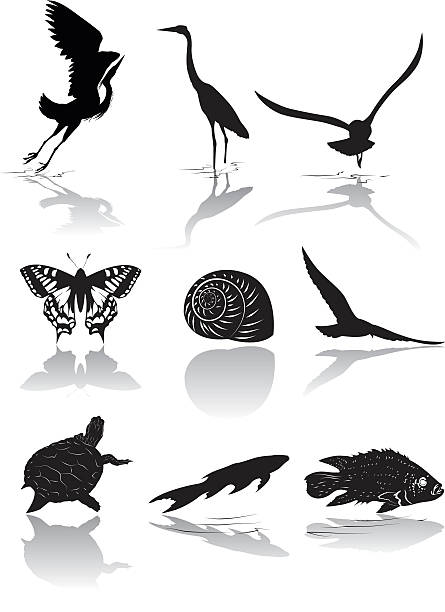Set of Nine Wetlands Wildlife icons in Black and White Wetlands Wildlife icons in black. Set of Nine Wetlands Marsh Wildlife icons in Black and White.  The set includes water, land and air animals such as birds,butterfly,snail,fish and turtle.  Each animal has a shadow underneath. heron family stock illustrations