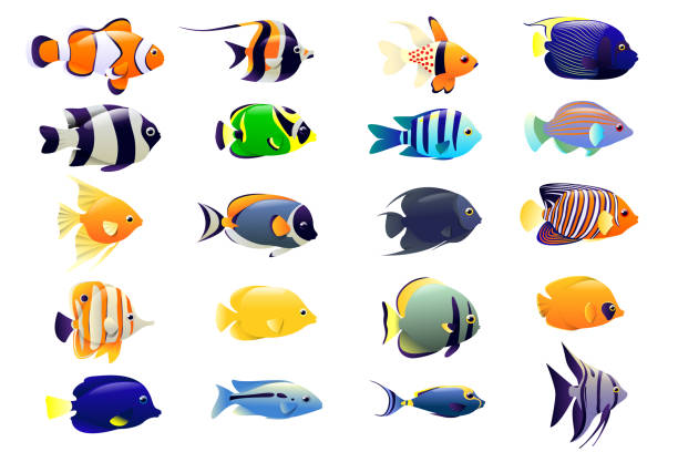 바다 물고기의 집합. 수중 동물과 이국적인 열대 어류의 만화 배경. 바다 물고기, 동물 자연 만화, 야생 동물 수족관, 바다 물고기. 벡터 일러스트레이션 - 물고기 stock illustrations